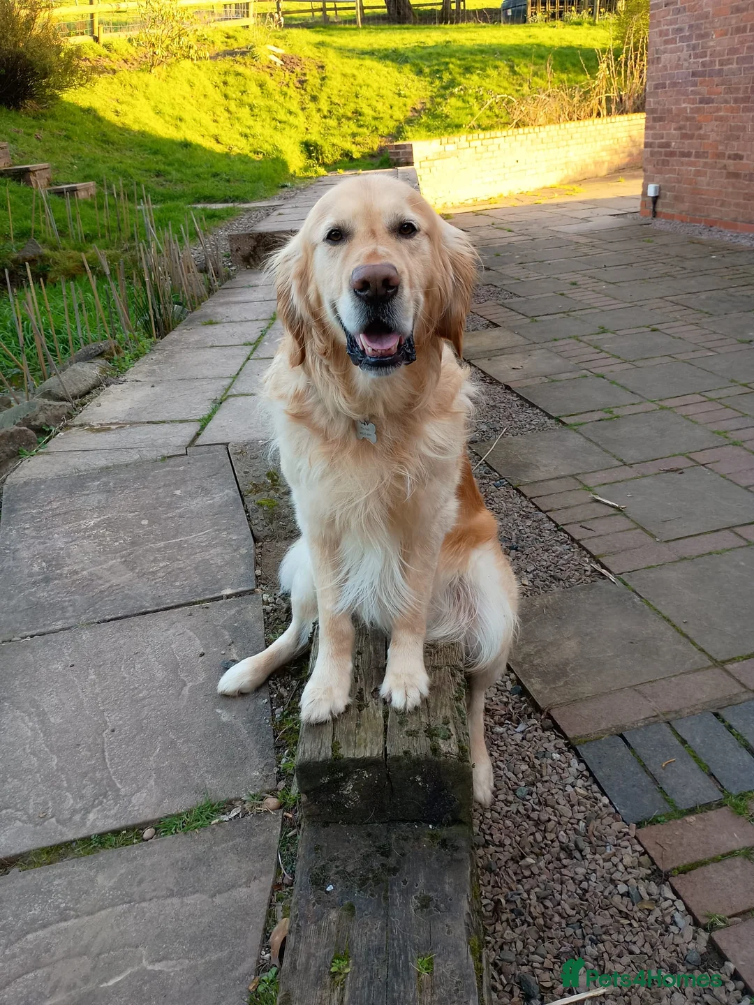 Golden Retriever dogs for sale: Pure Golden Retriever puppies in Tenbury Wells - Advert 7