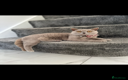 British Shorthair cats for sale: Purebred lilac British Shorthair - Image 9