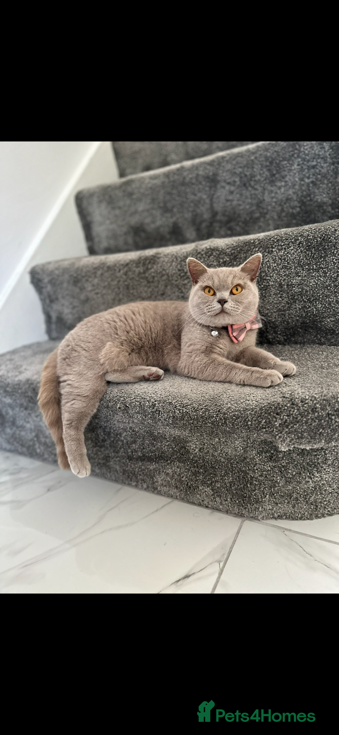 British Shorthair cats for sale: Purebred lilac British Shorthair - Image 9