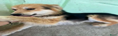 Mixed Breed 1