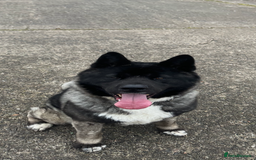 Japanese Akita Inu dogs for stud: Japanese Akita for stud  - Advert 1