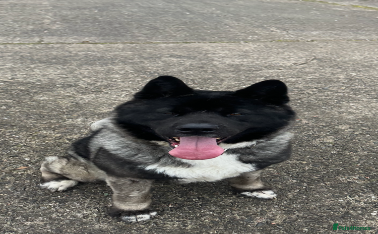 Japanese Akita Inu dogs Japanese Akita for stud  - Advert 9