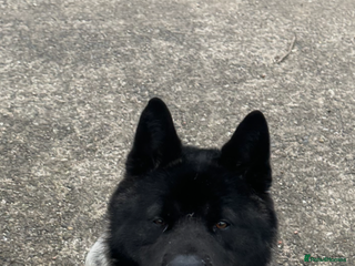 Japanese Akita Inu dogs Japanese Akita for stud - Advert 2