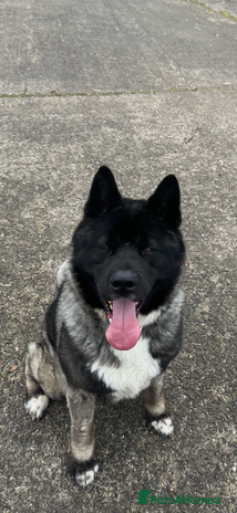 Japanese Akita Inu dogs Japanese Akita for stud - Advert 1