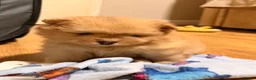 Pomeranian dogs for sale: 4 weeks old Pomeranian puppies avaliable in Bradford - Advert 7