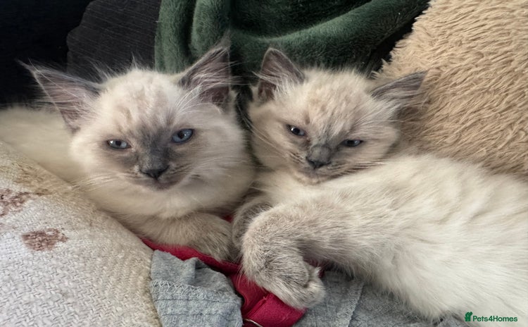 Ragdoll cats - Advert 4