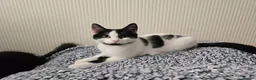 Turkish Angora cats for sale: Friendly kittens-male and female - Advert 6