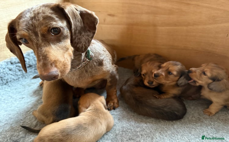 Dachshund dogs - Advert 1