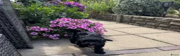 Cavapoo dogs for sale: Amazing coloured fi cavapoo health tested parents  - Advert 22