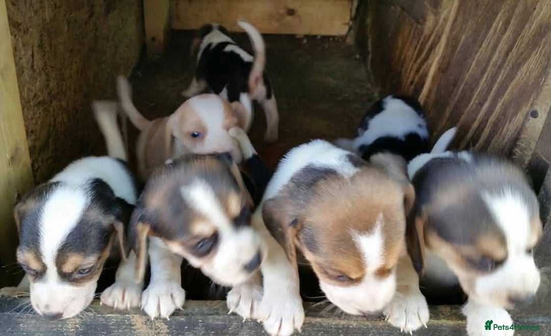 Beagle dogs for sale: Pedigree Beagle Puppies for Sale – Healthy - Image 5