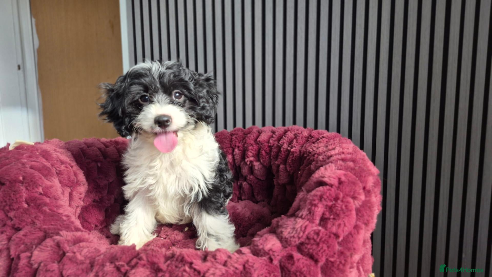 Cavapoo dogs for sale:  Cavapoo puppy only one available  - Advert 13
