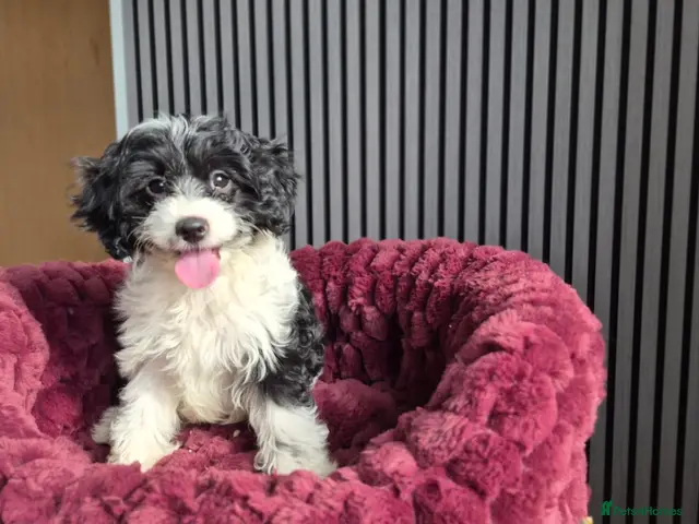 Cavapoo dogs for sale: Cavapoo puppy only one available - Advert 13