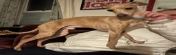 Italian Greyhound dogs for stud: Tiny stud with HUGE personality - Advert 11