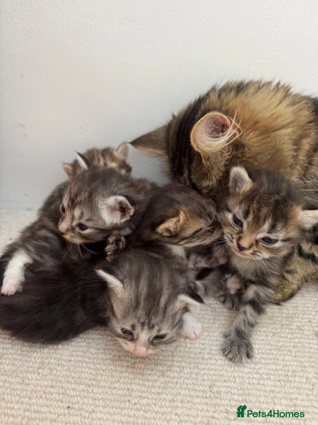 Ragdoll cats for sale: Quarter ragdoll kittens  in Midhurst - Advert 2