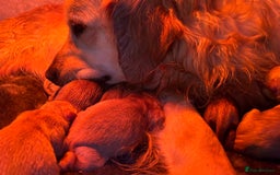 Golden Retriever dogs for sale: Kc registered Golden Retriever puppies available  - Image 16