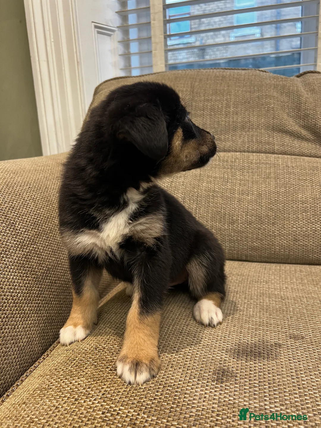 Mixed Breed dogs for sale: Bernese X Huskydor Pups - Advert 28