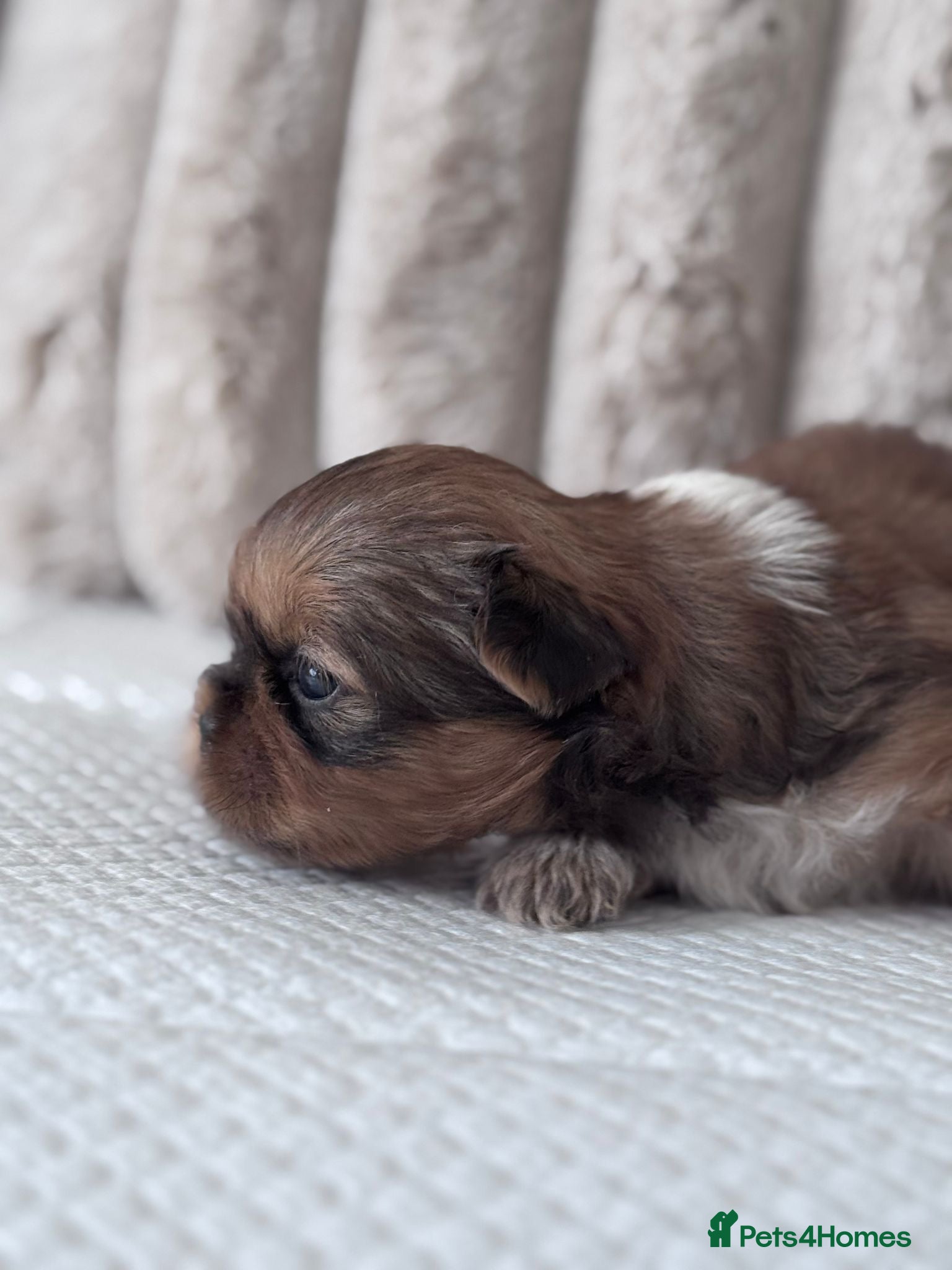 Shih Tzu dogs KC reg standard shihtzu - Advert 1