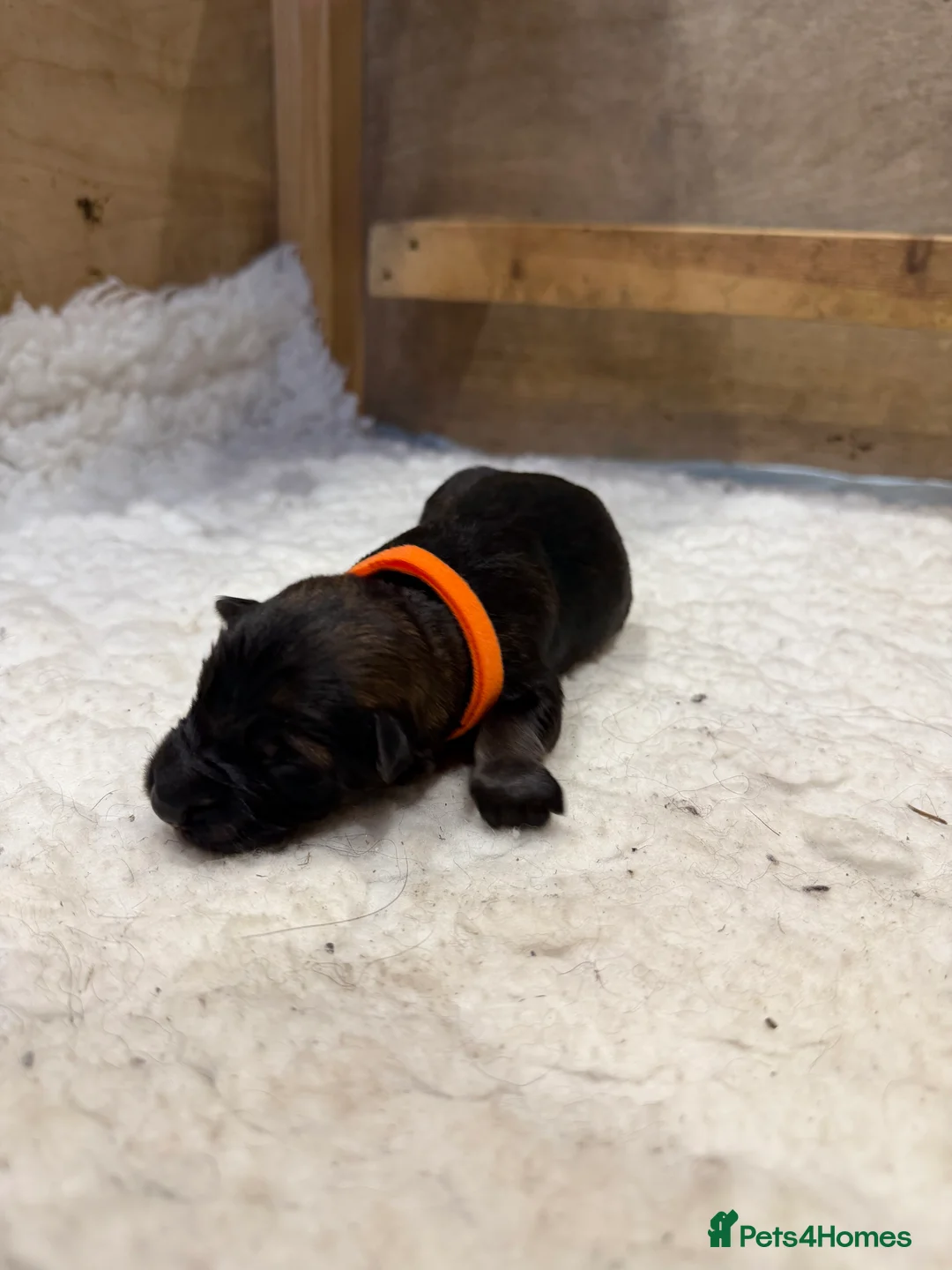 German Shepherd dogs for sale: KC LONG HAIR HEALTH TEST GERMAN SHEPHERD PUPPIES  - Advert 4