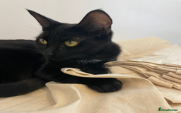 Bombay cats for sale: 1 year-old black kitten for adoption - Image 2