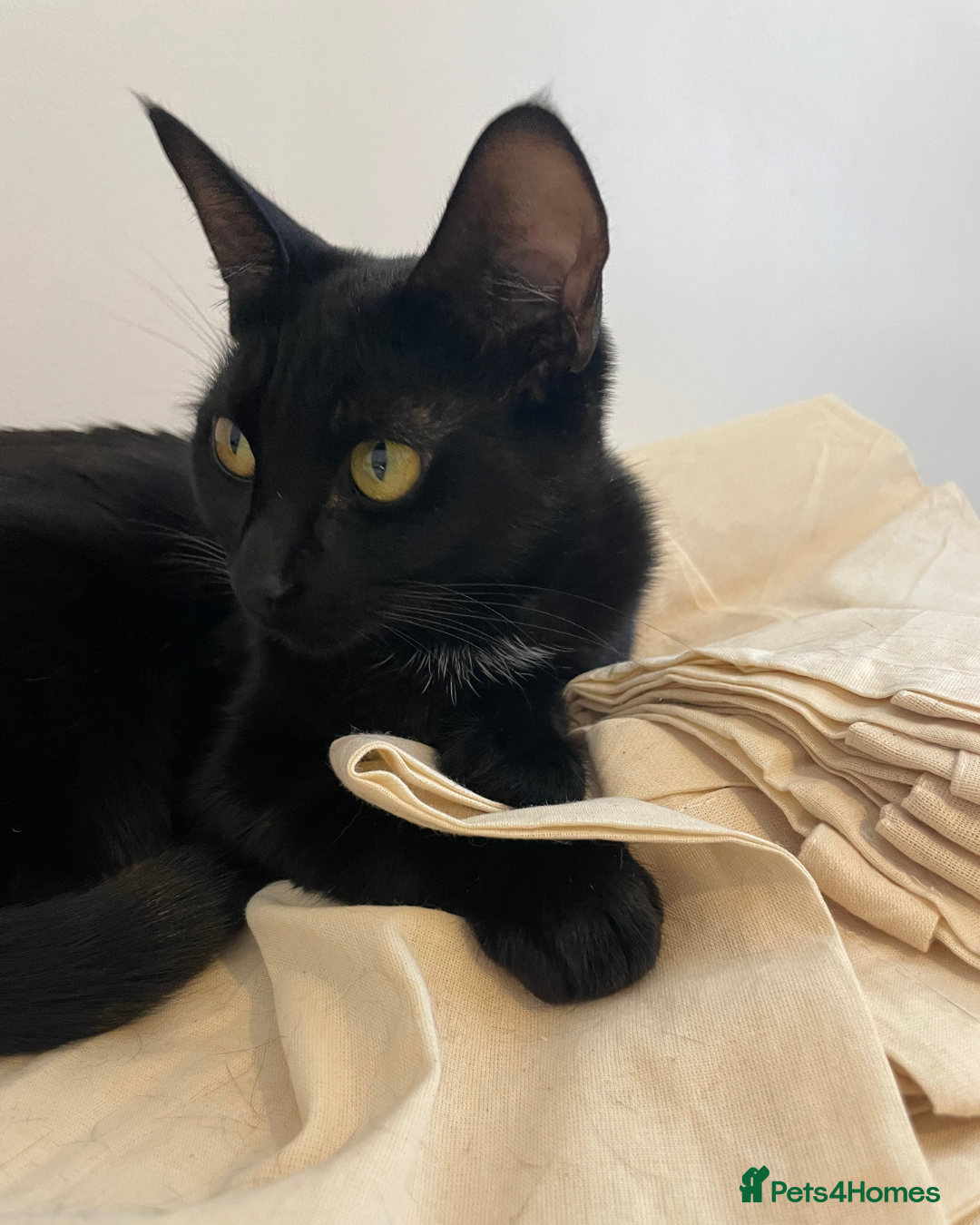 Bombay cats for sale: 1 year-old black kitten for adoption - Image 2
