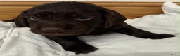 Cocker Spaniel dogs for sale: 🐾 GORGEOUS COCKER SPANIEL PUPPIES 🐾 - Advert 15