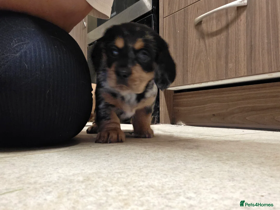 Mixed Breed dogs for sale: Daschund X Pug - Advert 13