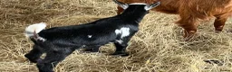 Goats livestock for sale: Pigmy wether for sale in Worcester - Advert 5