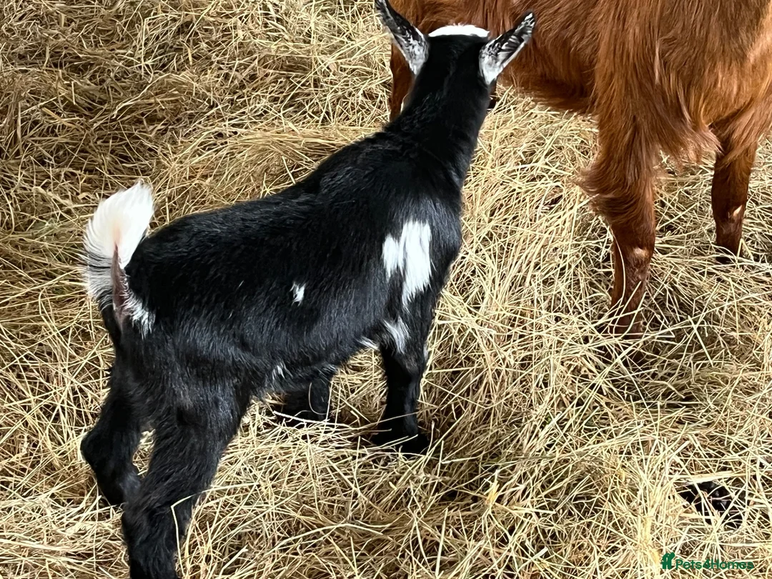 Goats livestock for sale: Pigmy wether for sale in Worcester - Advert 5