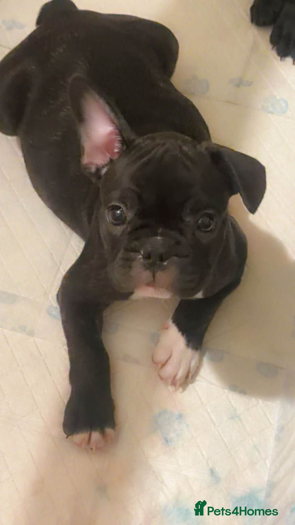 French Bulldog dogs French puppies  - Advert 9