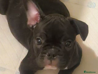 French Bulldog dogs French puppies - Advert 14