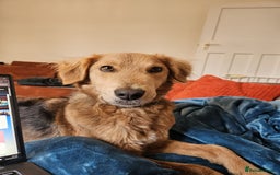 Mixed Breed dogs for adoption: Sweet Nathan Is looking for Love  - Image 5