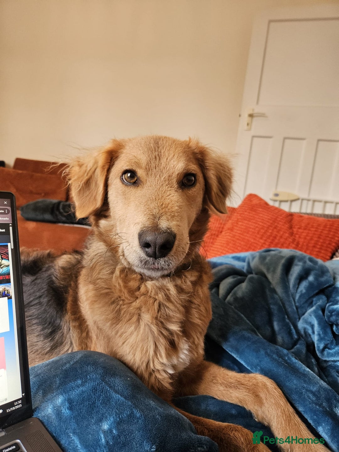 Mixed Breed dogs for adoption: Sweet Nathan Is looking for Love  - Image 5