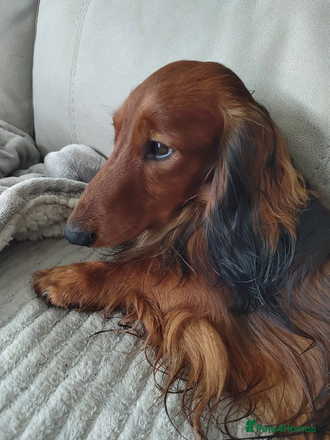 Miniature Dachshund dogs for stud: Miniature Long Haired Dachshund Pra 1 Clear KC reg in Peterborough - Advert 10