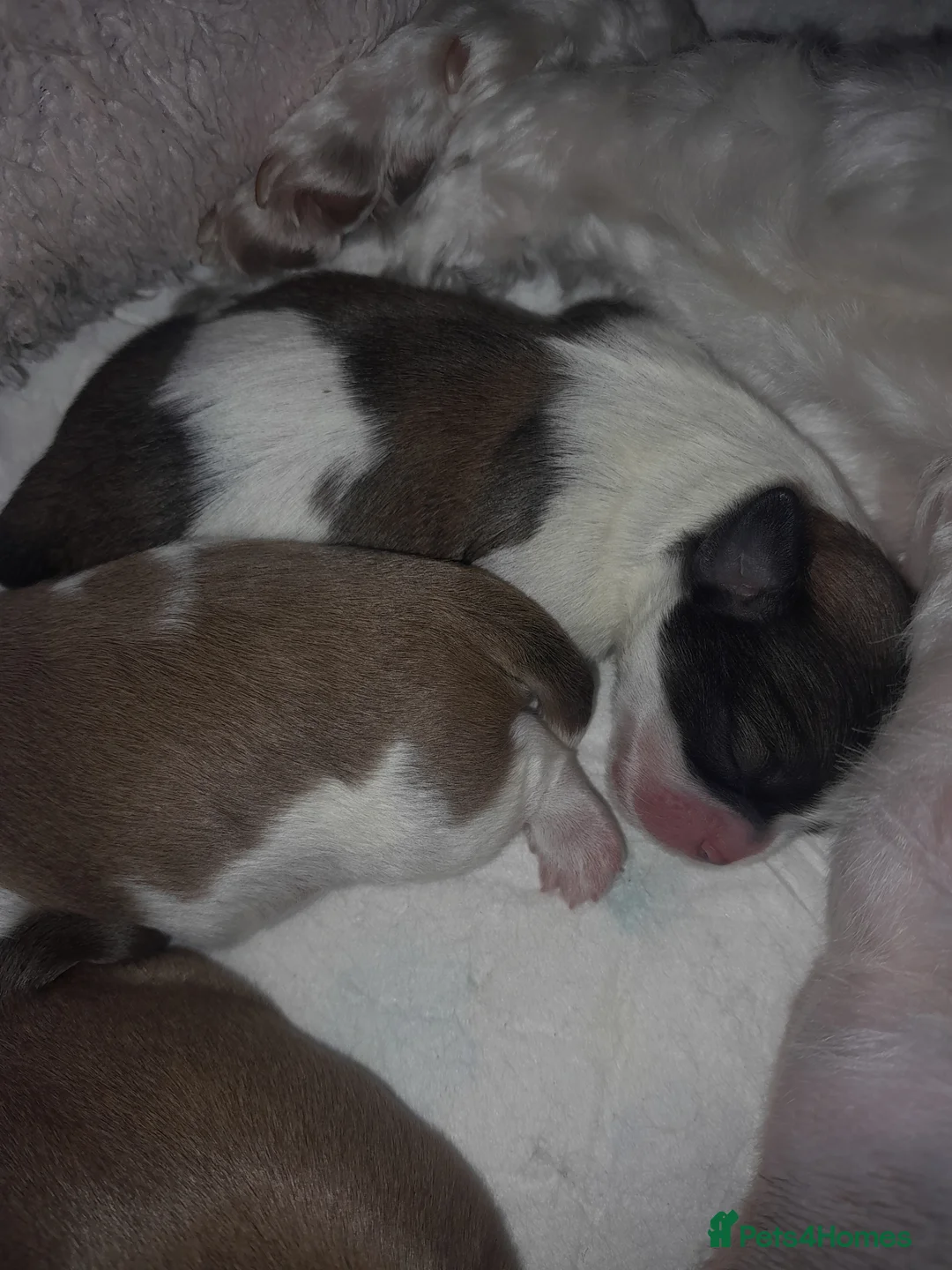 Shih Tzu dogs for sale: Shih tzu puppies 🐶 - Advert 2
