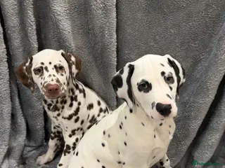 Dalmatian dogs KC Reg Dalmatian Puppies Black & Liver Ready Now - Advert 3