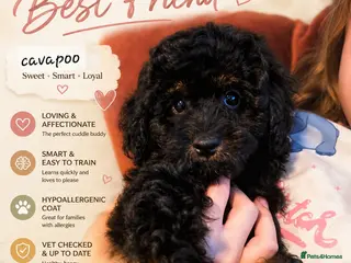Cavapoo dogs F1BB Cavapoo - Advert 17