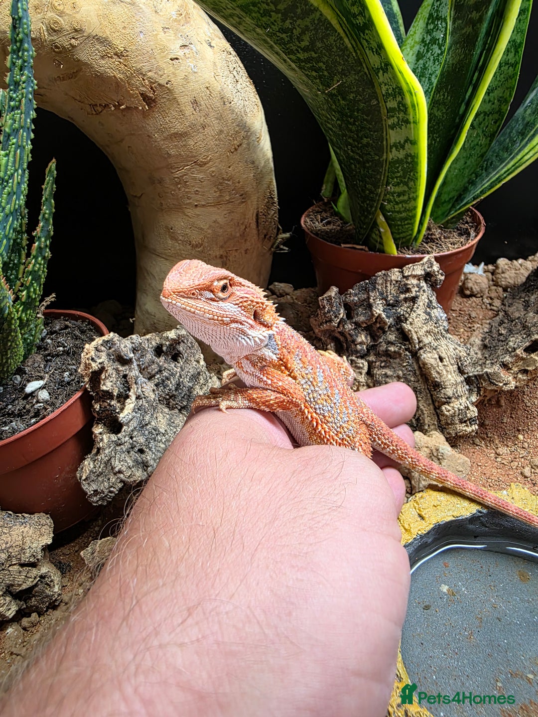 Bearded Dragon reptiles for sale: Beautiful juvenile Bearded dragon and set up. - Image 5