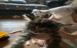 Mixed Breed cats for sale: READY NOW….Mainecoon cross Kittens (2 litters)  - Image 16