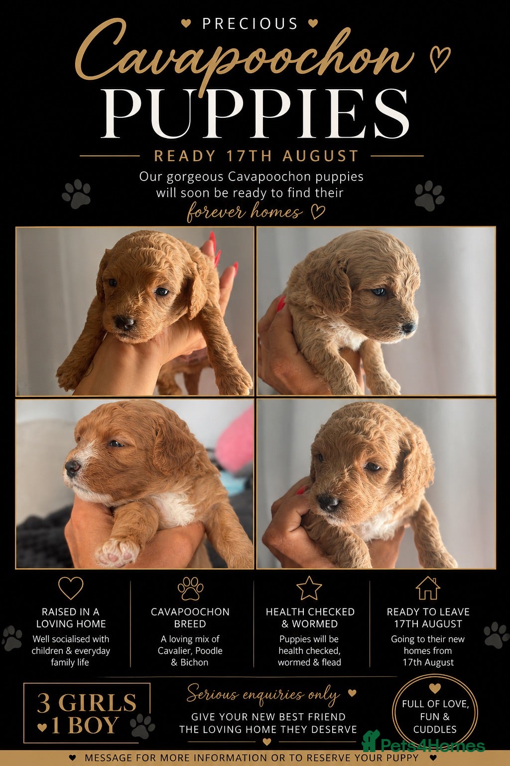 Cavapoochon dogs Cavapoochon Puppies for Sale - Advert 1