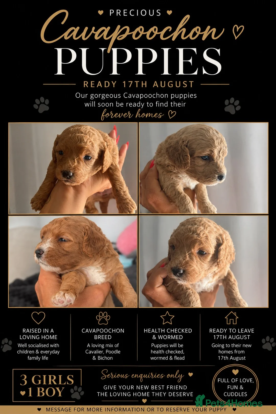 Cavapoochon dogs for sale: Cavapoochon Puppies for Sale in Sittingbourne - Advert 1