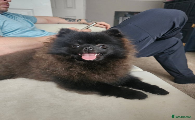 Pomeranian dogs - Advert 2