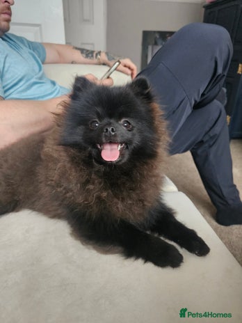 Pomeranian dogs - Advert 2