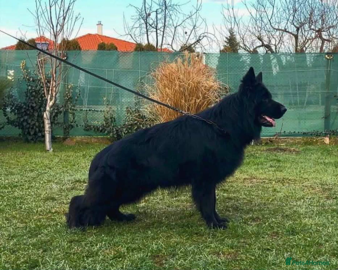 German Shepherd dogs for sale: german shepherd 2 Male  - Advert 3