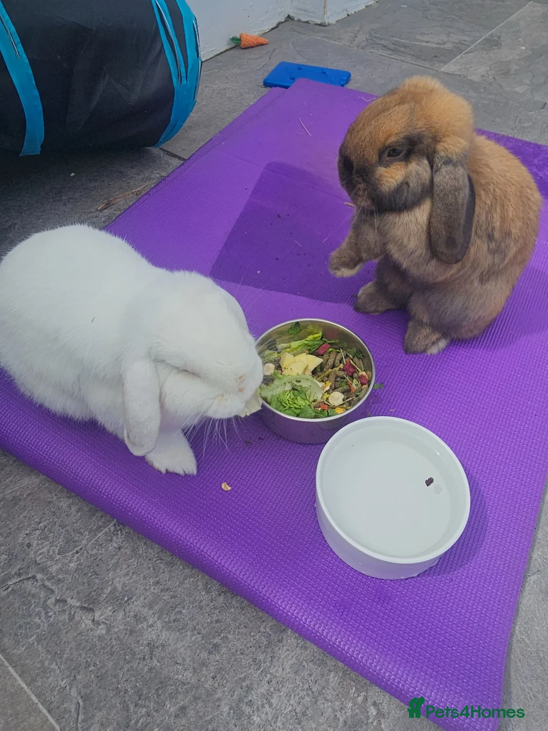 Mini Lop rabbits for sale: Rabbit for sale £150 for the pair in London - Advert 2