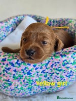 Cavapoo dogs - Advert 7