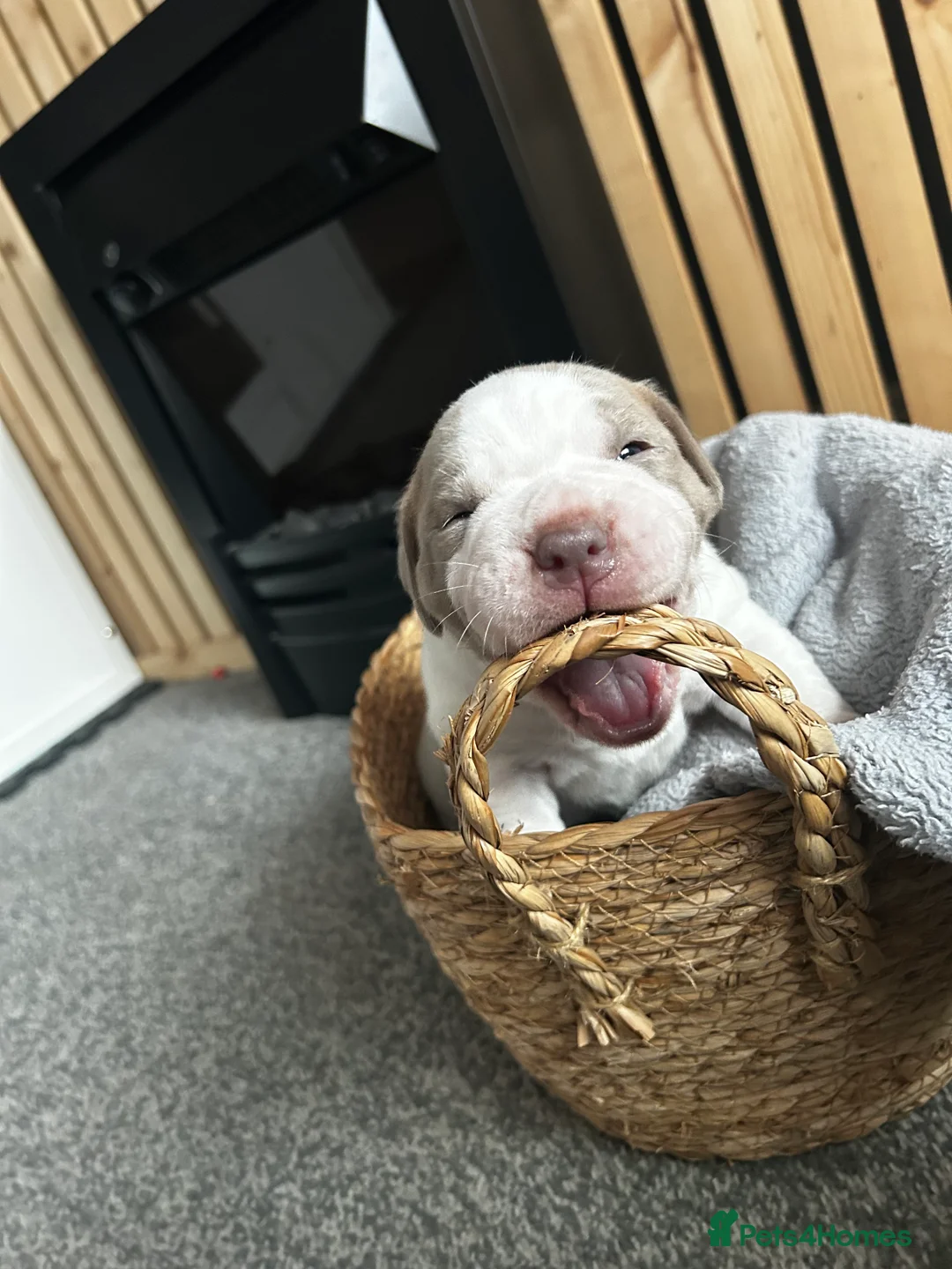 Mixed Breed dogs for sale: Mixed breed dogs  - Advert 15