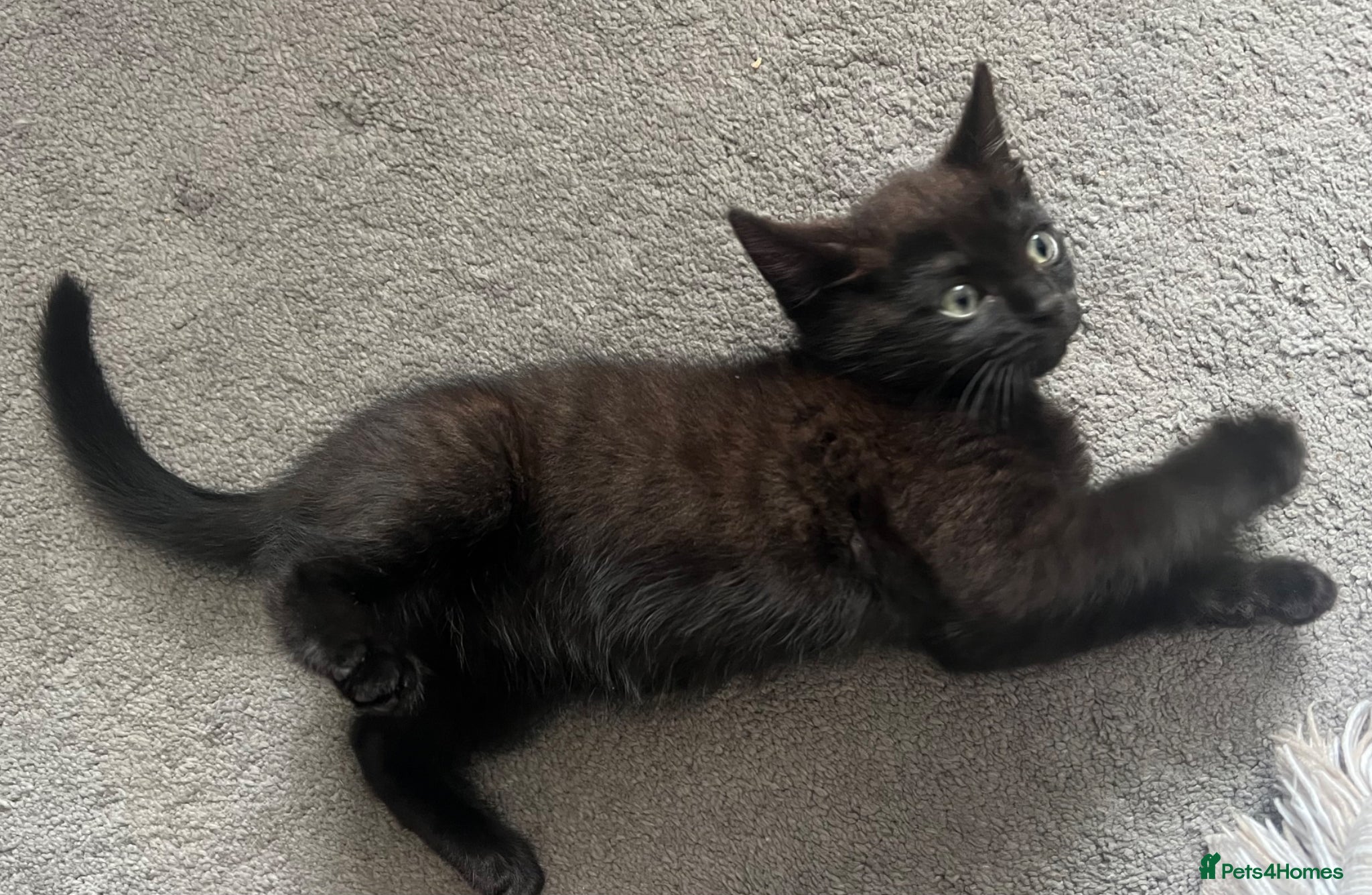 Mixed Breed cats Male 10 weeks old mum ragdoll dad half Persian  - Advert 21