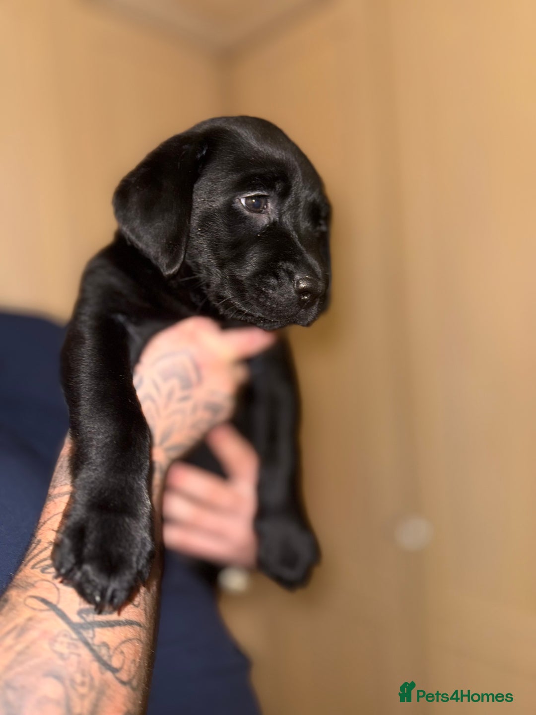 Labrador Retriever dogs for sale: (REDUCED) KC registered Labradors  - Advert 36