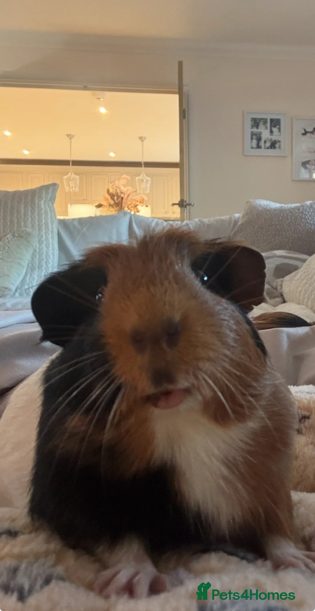 Guinea Pig rodents for sale: 2 female guinea pigs  - Advert 2