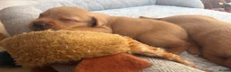 Labrador Retriever dogs for sale: Health Tested IGL Champion Bred Labrador Puppies  - Advert 19